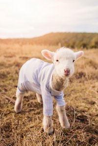 a tiny lamb in an even tinier tshirt